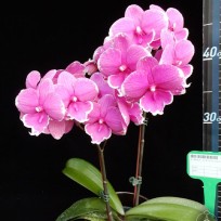 Phalaenopsis Younghome Pinying