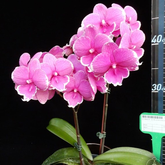 Phalaenopsis Younghome Pinying