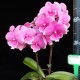 Phalaenopsis Younghome Pinying - Haste Floral