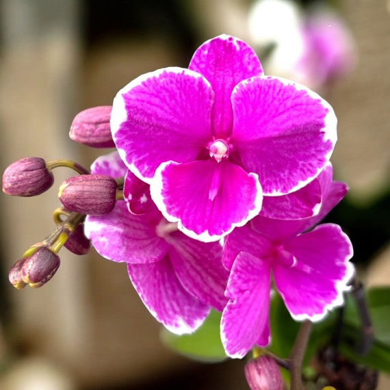 Phalaenopsis Younghome Pinying - Haste Floral
