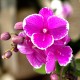 Phalaenopsis Younghome Pinying - Haste Floral