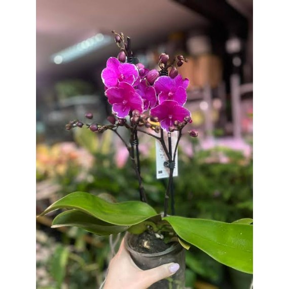 Phalaenopsis Younghome Pinying - Haste Floral