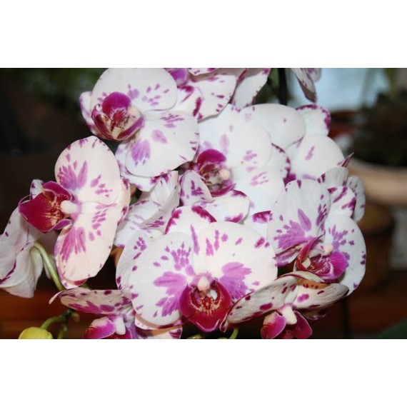 Phalaenopsis Ox Madonna  Iniciando Haste