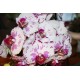 Phalaenopsis Ox Madonna  Iniciando Haste