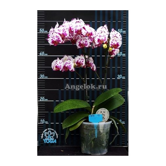 Phalaenopsis Ox Madonna  - Haste Floral
