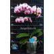Phalaenopsis Ox Madonna  Iniciando Haste