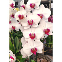 Phalaenopsis Red Lip (semi alba ) AD