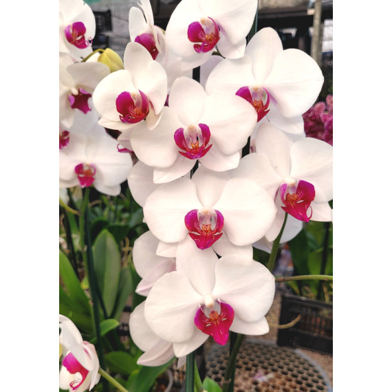 Phalaenopsis Red Lip (semi alba ) AD