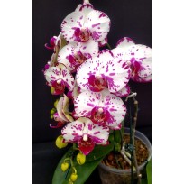 Phalaenopsis Ox Madonna  - Haste Floral