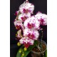 Phalaenopsis Ox Madonna  - Haste Floral