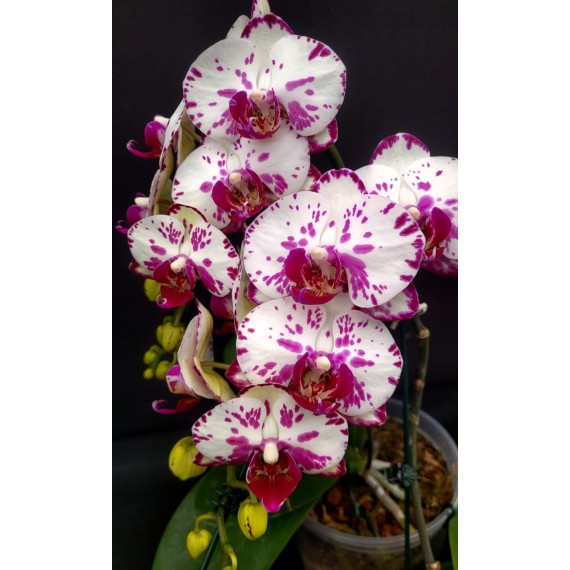 Phalaenopsis Ox Madonna  - Haste Floral