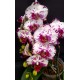 Phalaenopsis Ox Madonna  - Haste Floral