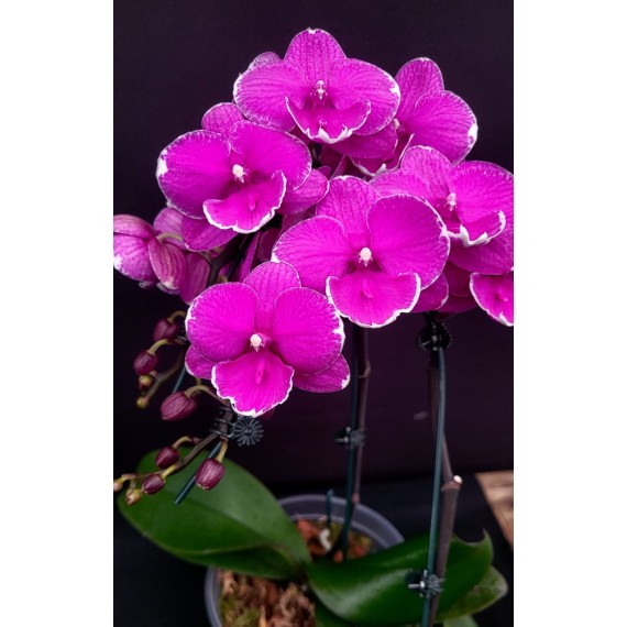 Phalaenopsis Younghome Pinying - Haste Floral