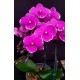 Phalaenopsis Younghome Pinying - Haste Floral