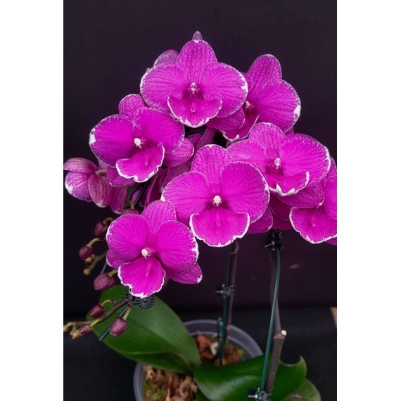 Phalaenopsis Younghome Pinying - Haste Floral