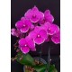 Phalaenopsis Younghome Pinying - Haste Floral