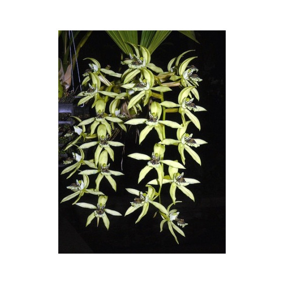 Coelogyne Pandurata