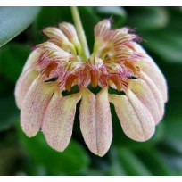 Bulbophyllum Sikkimensis