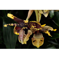 Stanhopea Tigrina Nigroviolacens