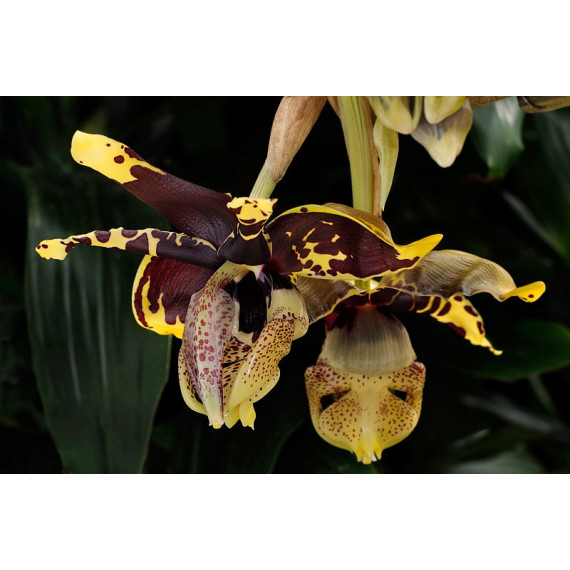 Stanhopea Tigrina Nigroviolacens