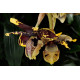 Stanhopea Tigrina Nigroviolacens