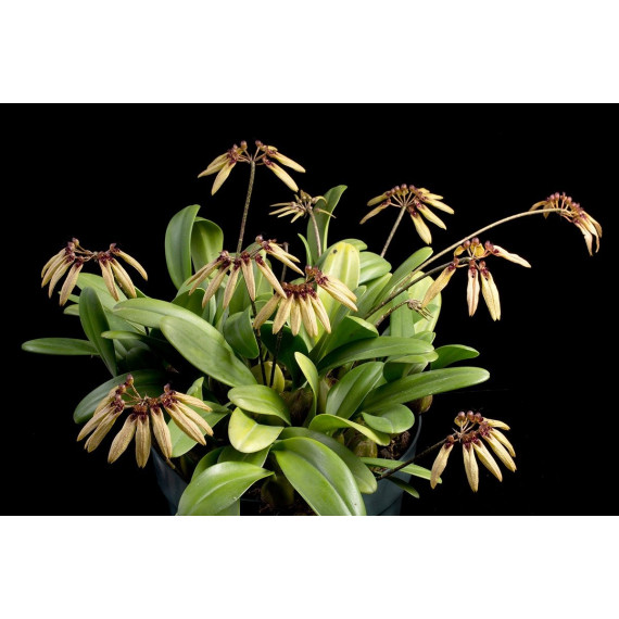 Bulbophyllum Sikkimense