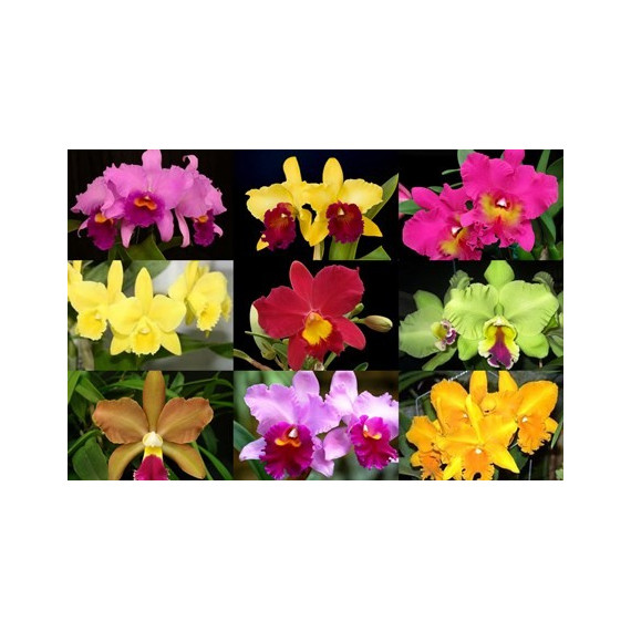Kit 3 Mudas de Cattleya 
