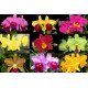 Kit 3 Mudas de Cattleya 