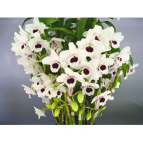 Dendrobium Yukidamura