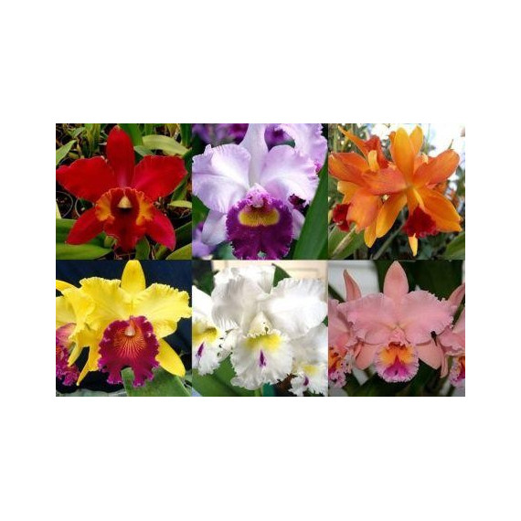 Kit 3 Mudas de Cattleya 