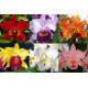 Kit 3 Mudas de Cattleya 