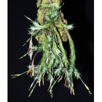 Tilandsia Tricholepsis