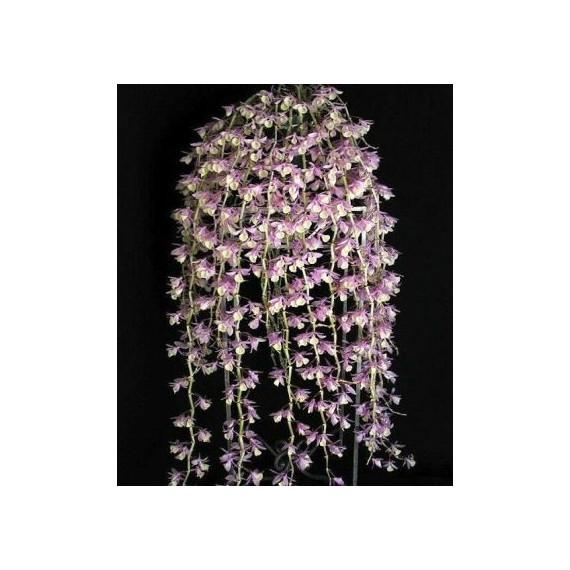 Dendrobium Aphyllum - AD