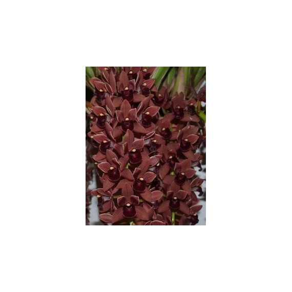 Cymbidium Dorothy