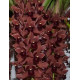 Cymbidium Dorothy