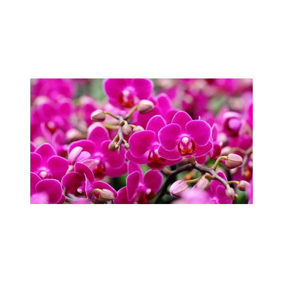 Kit Trio de Mini Orquideas (AD)