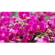 Kit Trio de Mini Orquideas (AD)