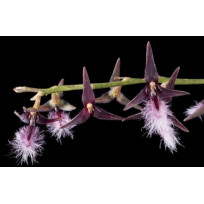 Bulbophyllum Miniatum - AD