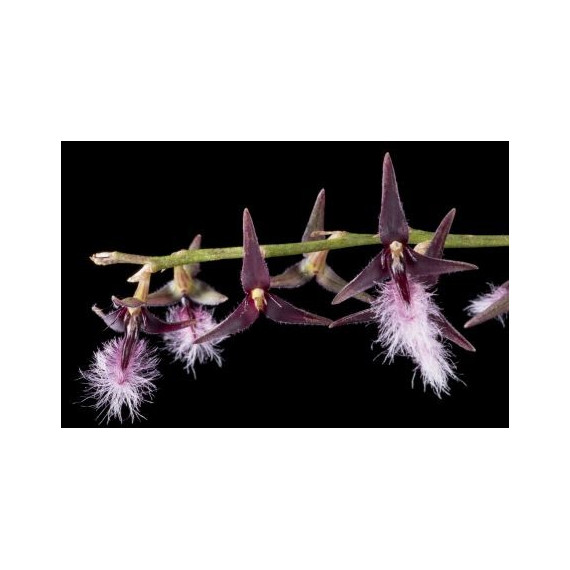 Bulbophyllum Miniatum - AD