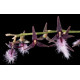 Bulbophyllum Miniatum - AD