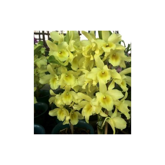 Dendrobium Yellow Song Canary ( Em Floração)