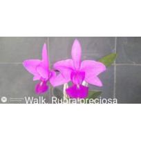 Cattleya Walkeriana Rubra "Preciosa"