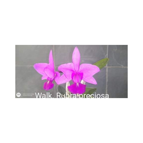 Cattleya Walkeriana Rubra "Preciosa"