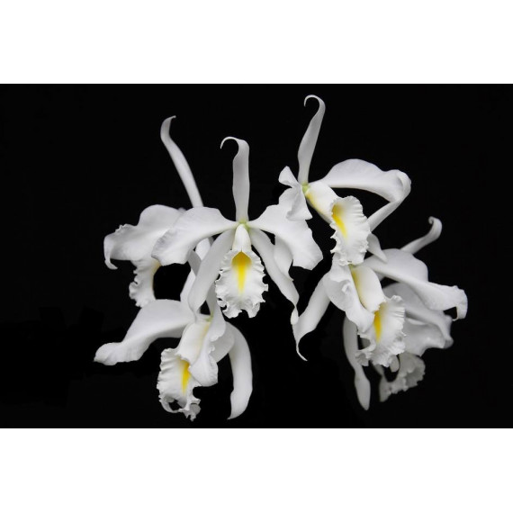 Cattleya Máxima Alba - AD
