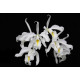Cattleya Máxima Alba - AD