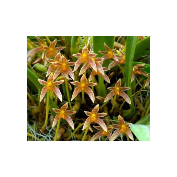 Bulbophyllum Affine (Corte)