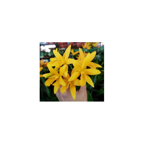 Lc. Blazing Treat Orange - AD