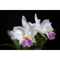 Cattleya Lueddemanniana Tipo - AD