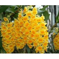 Dendrobium Crysotoxum - Sdl