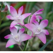 Dendrobium Kingianum 